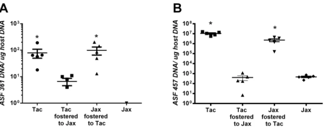Figure 6. Crossfostering of mice leads to significant alterations in ASF361 and 457. ASF361 (A) and 457 (B) were quantified from a cohort (n = 5) of cross-fostered mice by real-time PCR