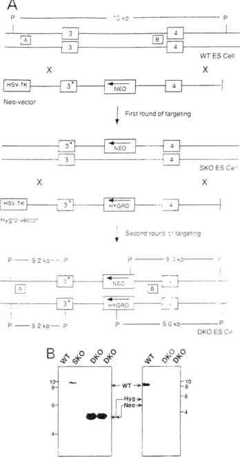 Fig.  1.  ( in,,iuctlon  of  Rtdeticient  ,-cltll  Gone  taIgeti  nI  tuec's to  cicate  Rt  DKiO  tV-; cell  ()ne  .llleIe  iOt  the  Rýi cne  wat  nit,,cd  in cLi-,pe  &#34;'WT  D)3 ES  cells  (Goislet  ci  1/ 19,0i6  in  the  ,st  ,l1nd (i