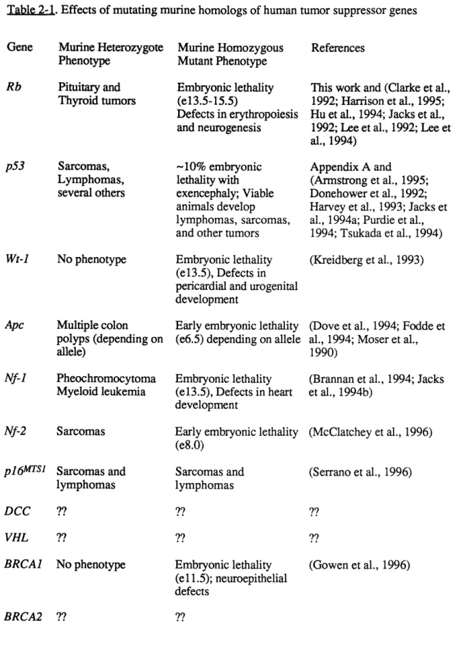 Table  2-1.  Effects of mutating murine  homologs of human  tumor suppressor  genes Gene  Murine Heterozygote