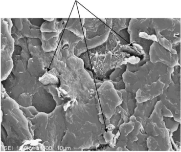 Fig. 1. Torque–time curves of the mixtures with diﬀerent nanoclays. Fig. 2. SEM observation of the Na composite.