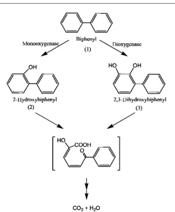 Figure 2. A schematic representation of biotransformation of biphenyl as determined by a time course study using SPME–GC–MS