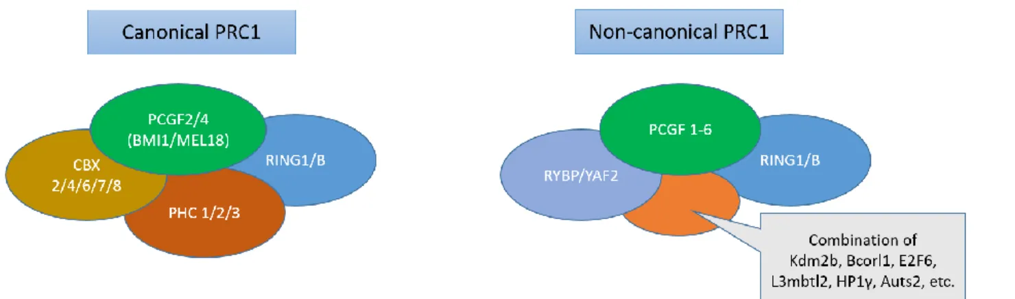 Figure 1.1. Schematic illustrating components of the two variants of polycomb repressive complex 1 (PRC1): 