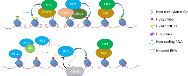 Figure 1.2. Schematic illustrating different modes of recruitment of PRC1 and PRC2 to the chromatin
