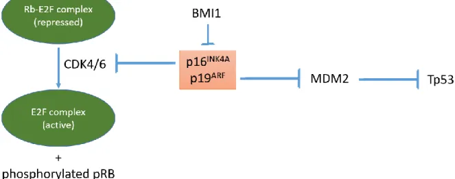 Figure 1.4. Schematic illustrating the BMI1 and INK4A/ARF axis. BMI1 represses two potent tumor suppressors  INK4A and ARF that are expressed from the same locus