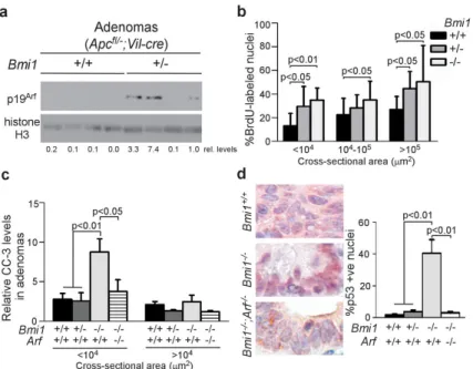 Figure 2. Bmi1 loss promotes Arf-dependent, p53 stabilization and apoptosis within small intestinal adenomas