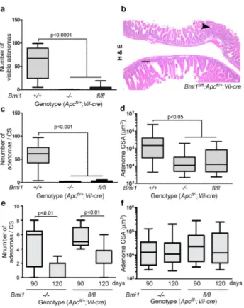 Figure 4. The oncogenic effect of Bmi1 in small intestinal tumorigenesis reflects its action within the intestinal epithelium