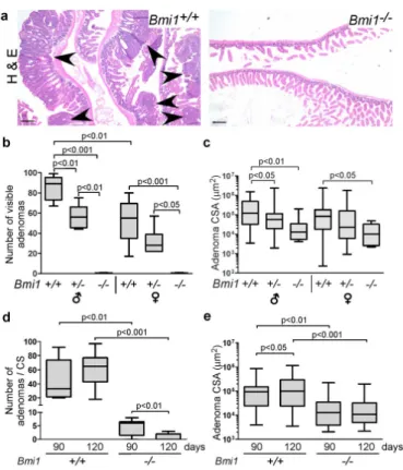 Figure 1. Bmi1 is required for small intestinal adenoma development, progression and maintenance
