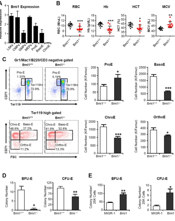 Figure 1. Bmi1 regulates mouse erythroid differentiation