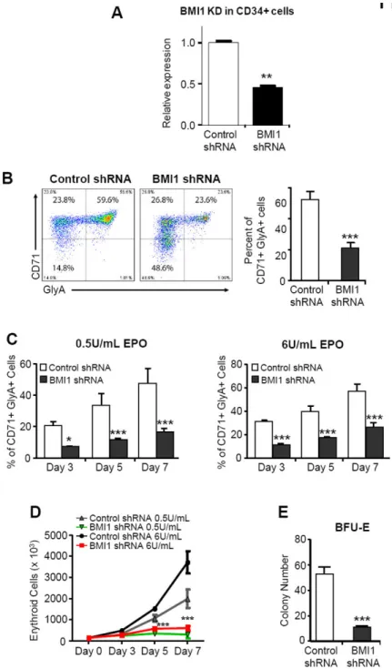 Figure 2. BMI1 regulates human erythropoiesis