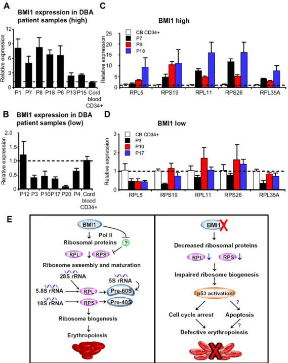 Figure 7. BMI1 is differentially expressed in CD34 + cells from patients with DBA