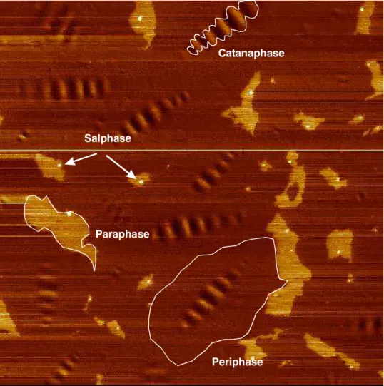 Fig.  5.  PDM  image  of  bitumen  PC  (15  µm    x  15  µm).    Horizontal  lines  result  from  imperfect image processing