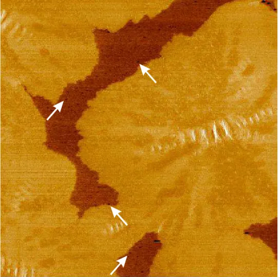 Fig. 6.  AFM phase image of bitumen AAN (15 µm  x 15 µm).  The salphase is indicated  by arrows.