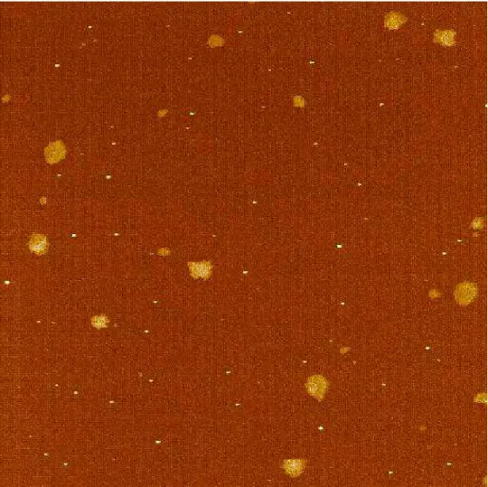 Fig. 8.  AFM phase image of bitumen ABF (15 µm  x 15 µm).