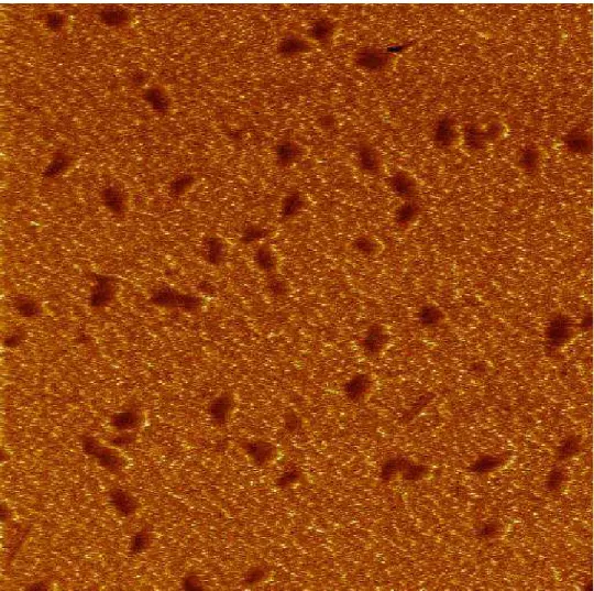 Fig. 9. AFM phase image of bitumen AAG (5 µm x 5 µm).