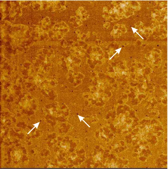 Fig. 10. AFM phase image of bitumen AAM (15 µm x 15 µm).  The salphase is indicated  by arrows