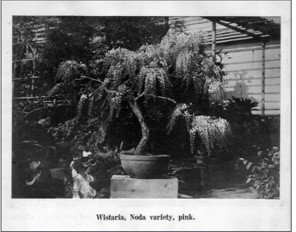 Fig. 1.10: An ancient dwarfed pink Wisteria. From L. Boehmer &amp; Co., Wholesale Catalogue, 1902- 1902-03, p