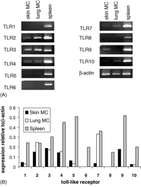 Fig. 3. Expression of TLR mRNA in mast cells isolated from human skin and lung. Mast cells were isolated from human lung and skin samples as described and RNA was isolated