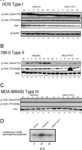 Fig. 2. The phosphorylation of Akt induced by MV infection is insensitive to PI3K兾Akt inhibitors in a time-dependent manner