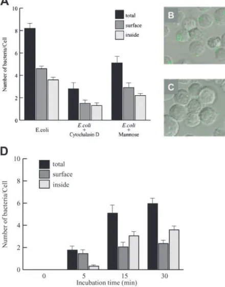 Fig. 2. Confocal scanning microscopy analysis of the effects of cytochalasin D and mannose on huMC internalization of bacteria.