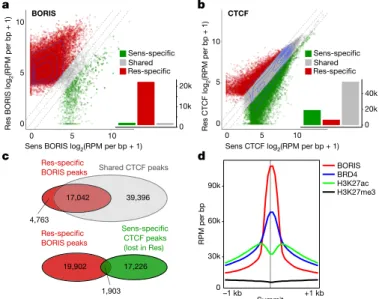 Fig. 2 | BORIS overexpression is associated with its increased chromatin  occupancy in resistant cells, whereas CTCF binding is unchanged
