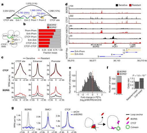 Fig. 3 | BORIS promotes new chromatin interactions in resistant  cells. a, DNA interactions gained in resistant cells based on SMC1A  HiChIP analysis