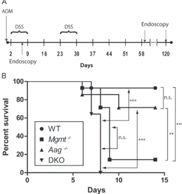 Fig. 1. Experimental protocol and mortality of WT, Mgmt / , Aag / and Mgmt / /Aag / mice in the AOM/DSS model