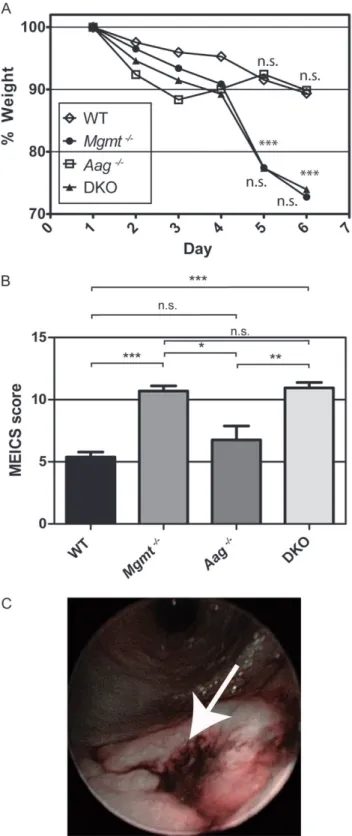 Fig. 2. Increased acute mucosal inflammation in Mgmt / and Mgmt / / Aag / versus Aag / and WT mice after administration of AOM/DSS