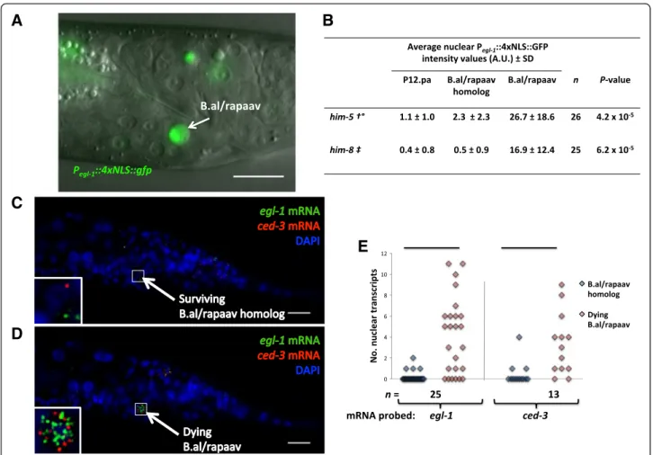 Fig. 2 Cell-death genes are expressed in B.al/rapaav. a GFP under the control of the egl-1 promoter is expressed brightly in B.al/rapaav in the tail of an early fourth larval stage “ wild-type ” male of genotype nIs343; him-8