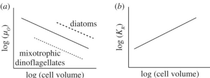 Figure 2. Schematic view of the power law relationships between cell volume and key traits of marine phytoplankton
