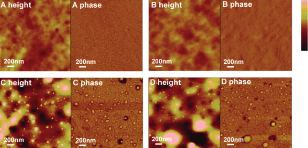 Figure 1. Tapping-mode AFM height and phase images of PTMC films spin-coated on Si wafers before treatment (A); conditioned in water at 37 °C for 16 h (B); conditioned in lipase solution at 37 °C for 1 min (C); and conditioned in lipase solution at 37 °C f