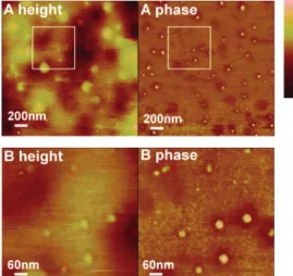 Figure 3B shows expanded (600 × 600 nm 2 ) AFM height and phase images obtained from a new scan of the selected area as shown in Figure 3A.
