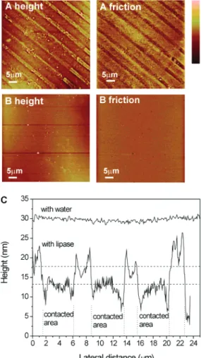 Figure 5 shows the AFM height images of the surfaces during erosion of the film. After the lipase solution was dropped onto the film surface, it took approximately 80 s to engage the AFM tip onto the film surface and start the scanning