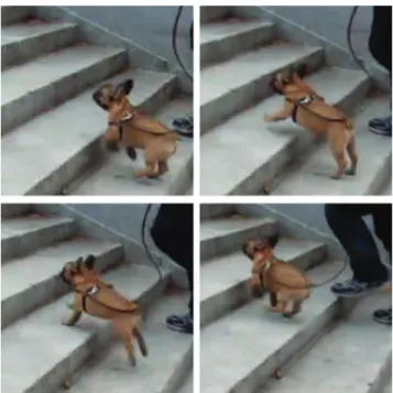 Fig. 2. Dog bounding up stairs. Images from video available at http://www.flickr.com/photos/istolethetv/3321159490/