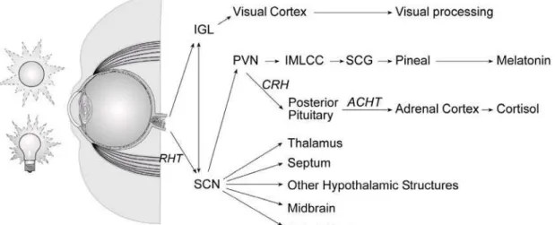 Figure 2:  Schematic diagram of eye-brain pathways.  Light received by the eye is converted  to neural signals that pass via the optic nerve to two pathways, one visual and one  non-visual