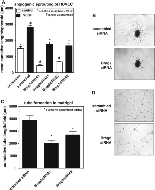 Fig. 1 Silencing of Brag2 with siRNA blocks in vitro angiogenesis. a HUVEC were transfected with siRNAs targeted against Brag2 or scrambled siRNA