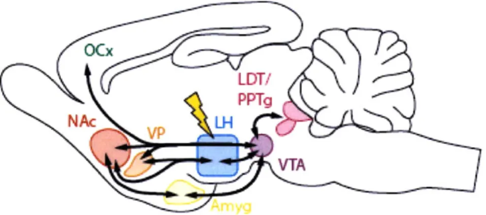 Figure  2.  Brain  circuits for  reward.  A  schematic  of  ascending  and  descending connections  of the  dopamine  mesolimbic  pathway