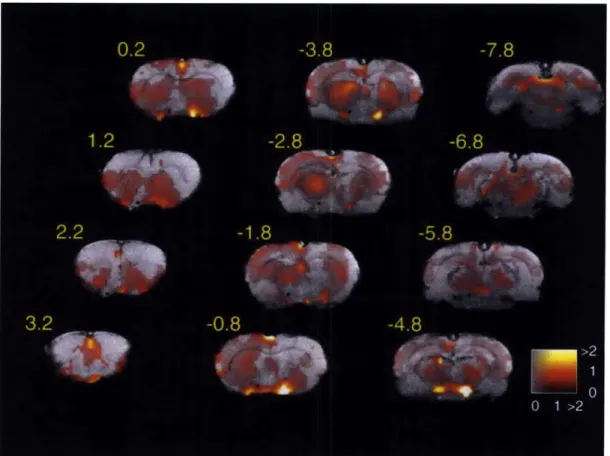 Figure  3.  Rewarding  stimulation-induced  brain  activity.  Combined  and  co- co-registered  data  from  ten  animals