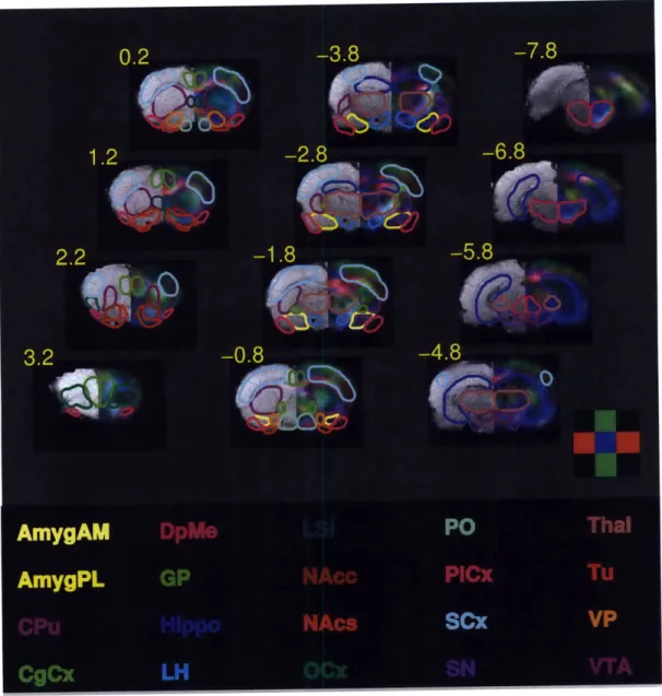 Figure  5.  ROls  defined  by  DTI  and  anatomical  scans.  Regions  of interests (ROls)  were  defined  with  the  aid  of  diffusion  tensor  imaging  (DTI;  right  hemisphere),  high resolution  anatomical  images  (left  hemisphere),  and  the Paxinos