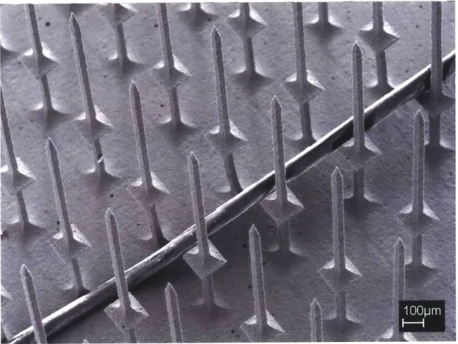 Figure 4-16.  SEM  Image  of a  titanium microelectrode  array with a  human hair.