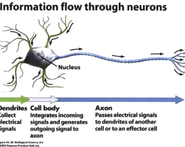 Figure  3.1:  Diagram  showing  the  information  flow through  neurons  through  the  flow of electric  signals