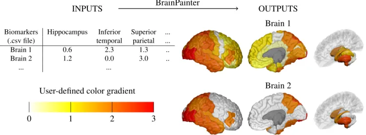 Figure 1: Given a .csv file with region-of-interest (ROI) biomarkers and a user-defined color gradient, BrainPainter can automatically generate brain images with the cortical surface (left and middle) as well as with subcortical structures (right).