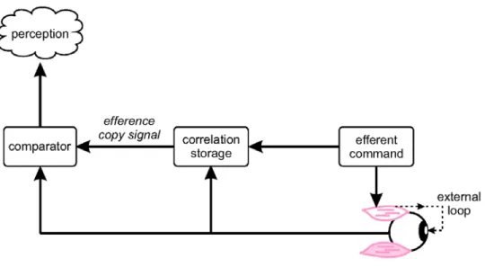 Fig 2 Hypothesized mechanism for reafference cancelation via cerebellar internal model