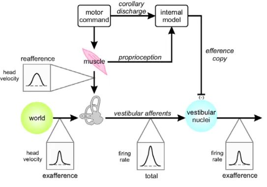 Fig 2 Hypothesized mechanism for reafference cancelation via cerebellar internal model