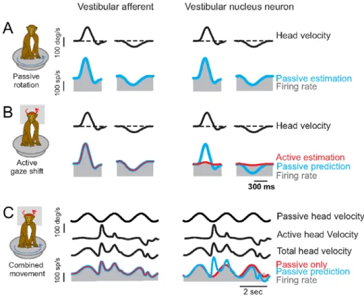 Fig 3 Rhesus semicircular canal primary afferent  (left columns) and brainstem vestibular nucleus VO  neuron (right columns) firing rate data (gray), during passive (top rows), active (middle rows) and  combined active and passive (lower rows) angular stim