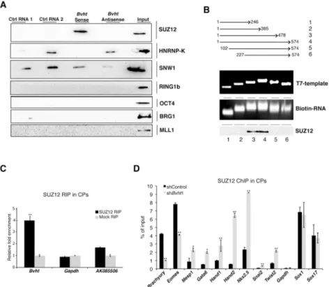 Figure 6. Bvht directly interacts with SUZ12 during CM differentiation