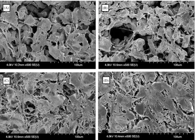 Fig. 7. Scanning electron micrographs depicting cell proliferation of pre-osteoblasts within scaffold A (336mm pore size) up to day 9
