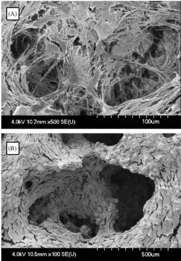 Fig. 9. Scanning electron micrograph showing the multilayered growth of pre-osteoblasts with minimal ECM production after 13 days on mirror-polished titanium