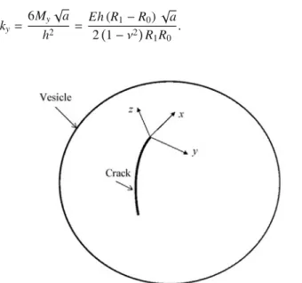 Fig. 6 Schematic of a through-thickness crack in the vesicle mem- mem-brane. x, y and z form an orthogonal coordinate system with the  x-and the y- directions along and perpendicular to the crack  propaga-tion direcpropaga-tion, respectively, and the z-dir