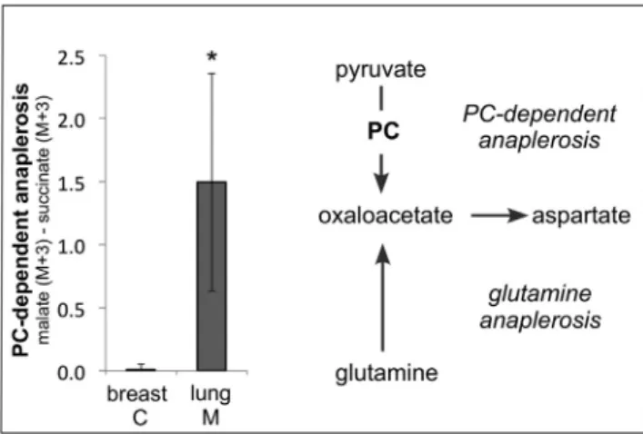 Figure 1. Lung Metastases Show Increased PC-Dependent Ana- Ana-plerosis
