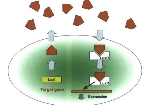 Figure  1-1:  Quorum  sensing  model